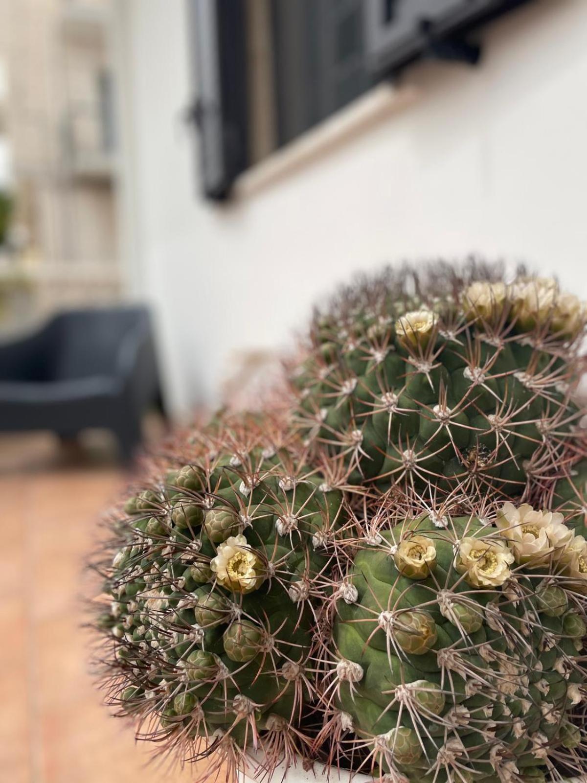 Vila Rosa Dei Venti Polignano a Mare Exteriér fotografie